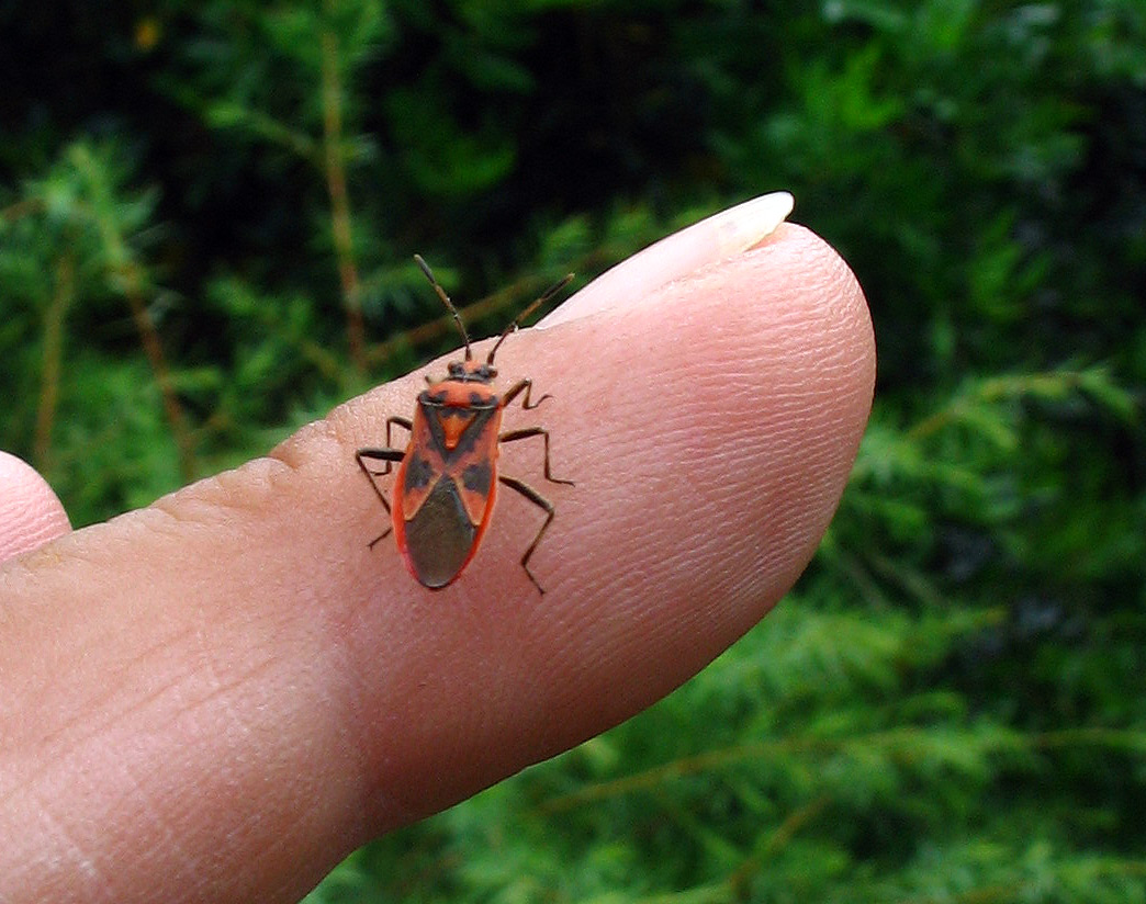 Rhopalide: Corizus hyoscyami e C.nigridorsum