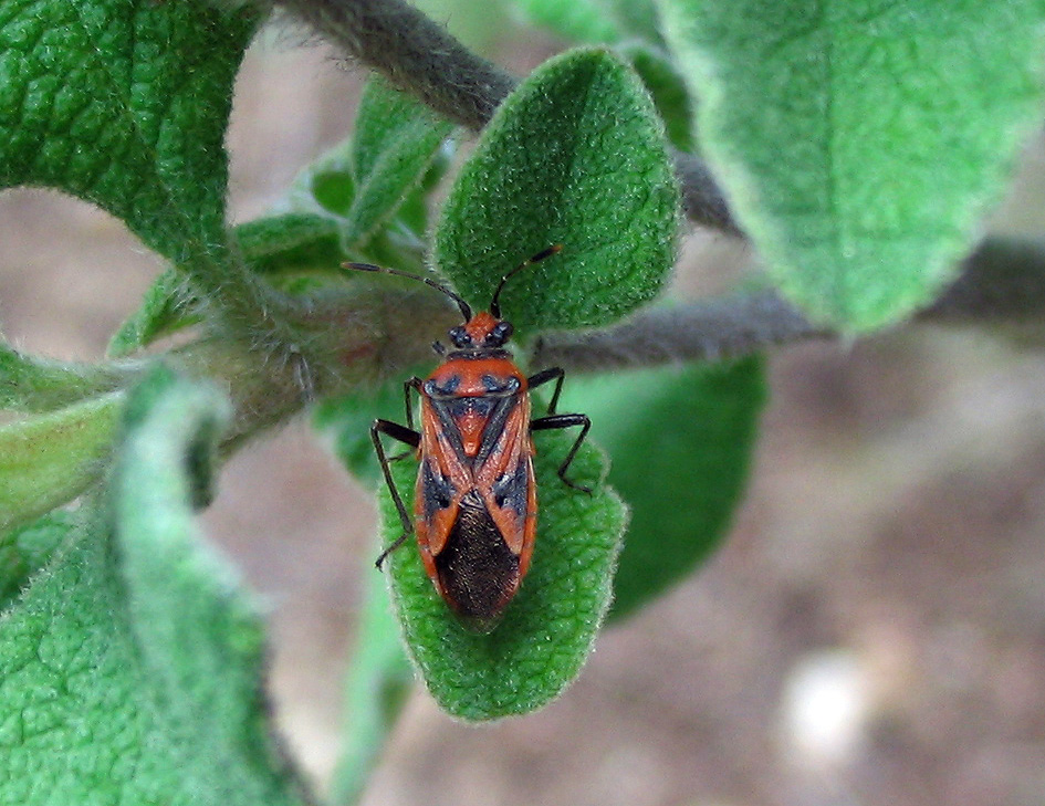 Rhopalide: Corizus hyoscyami e C.nigridorsum