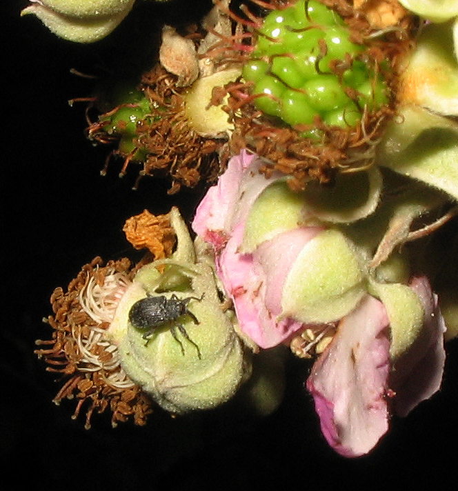 Tre Curculionidae dal medio al minuscolo