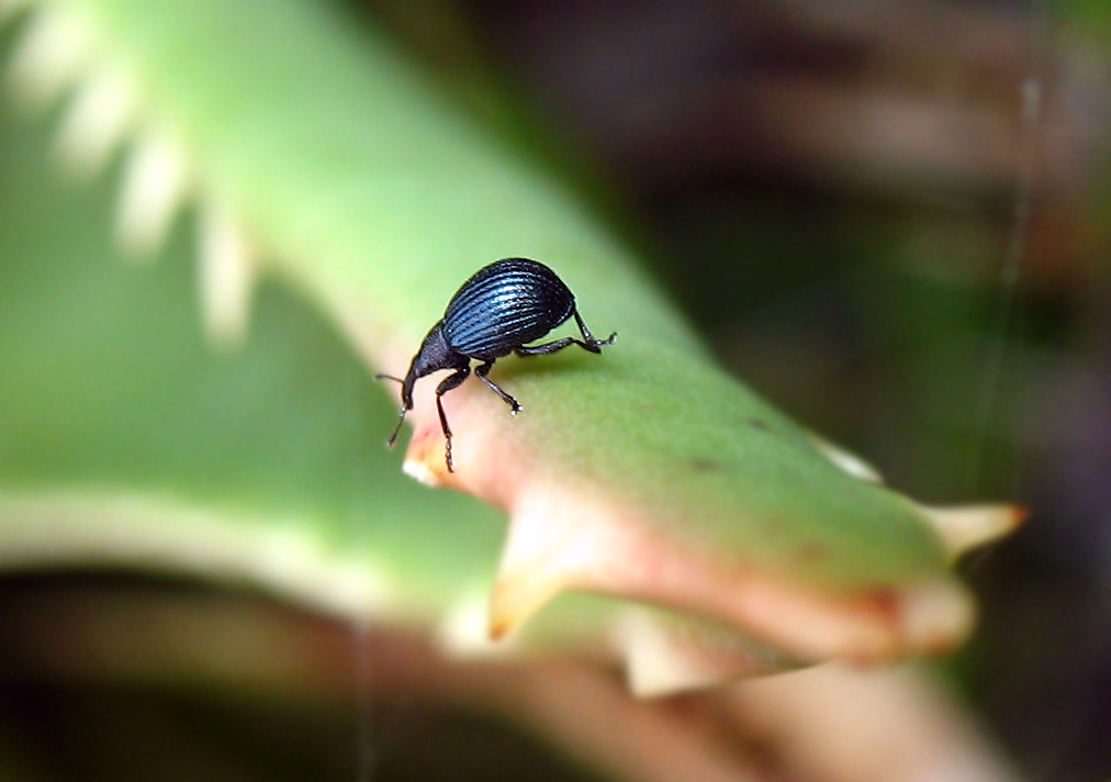 E questi due millimetri di Curculionidae, Apion sp.
