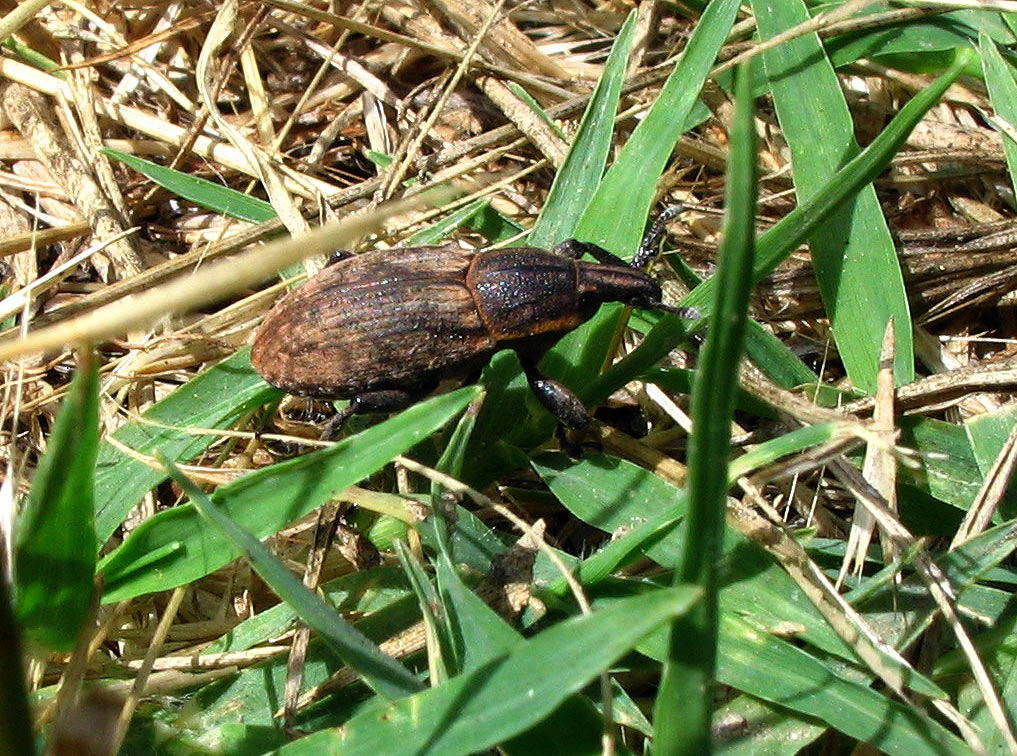 Tre Curculionidae dal medio al minuscolo