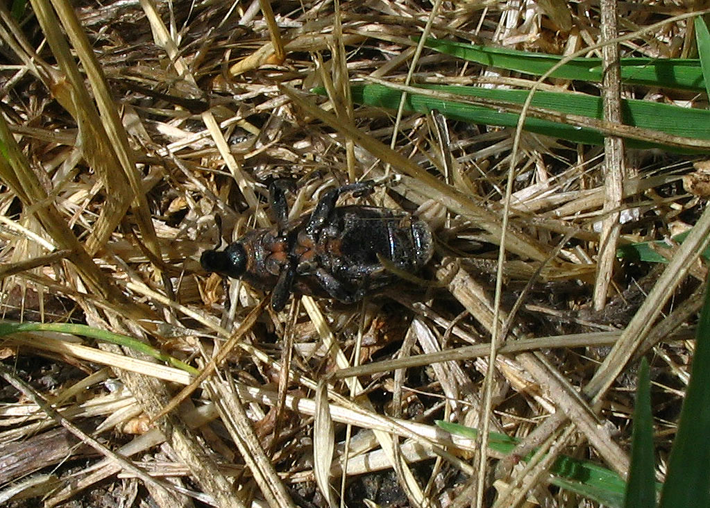 Tre Curculionidae dal medio al minuscolo