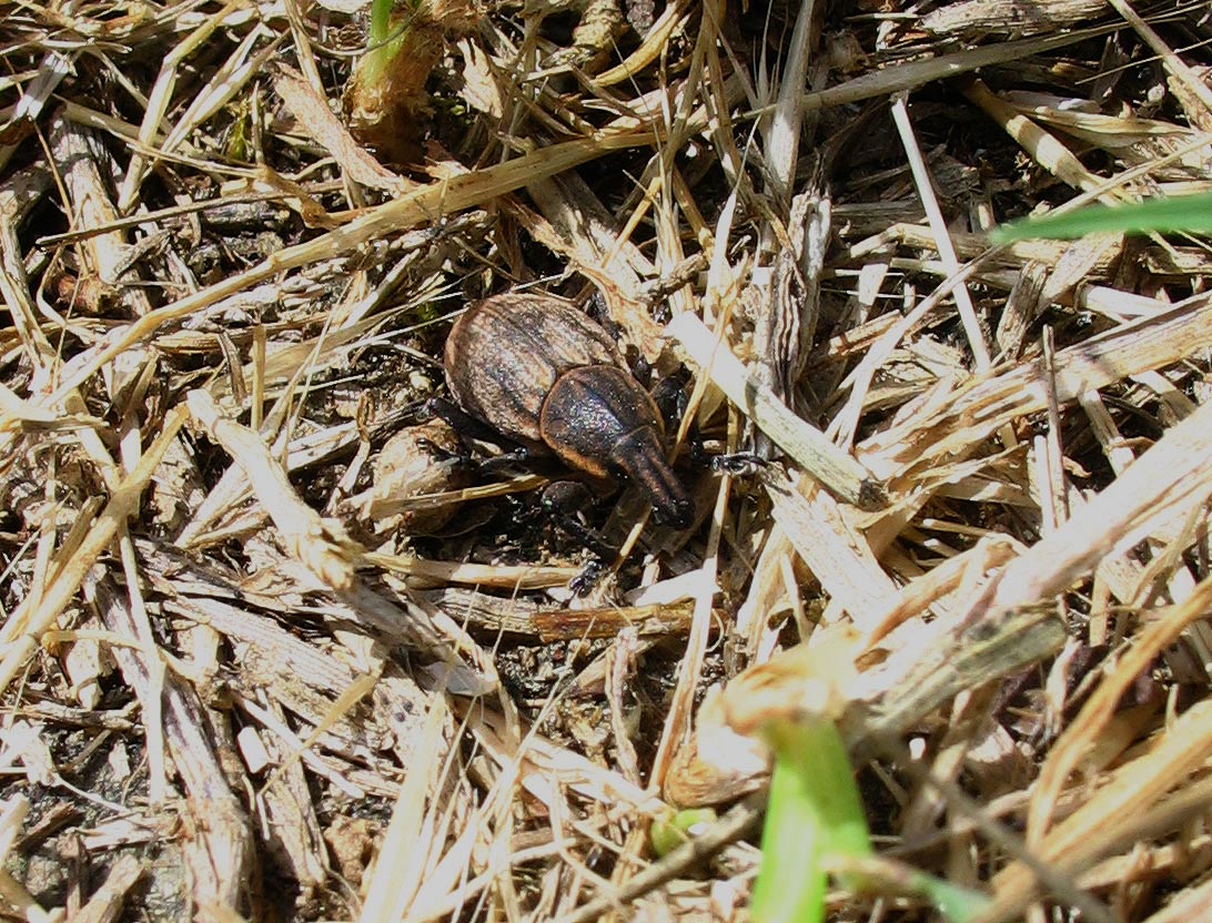 Tre Curculionidae dal medio al minuscolo