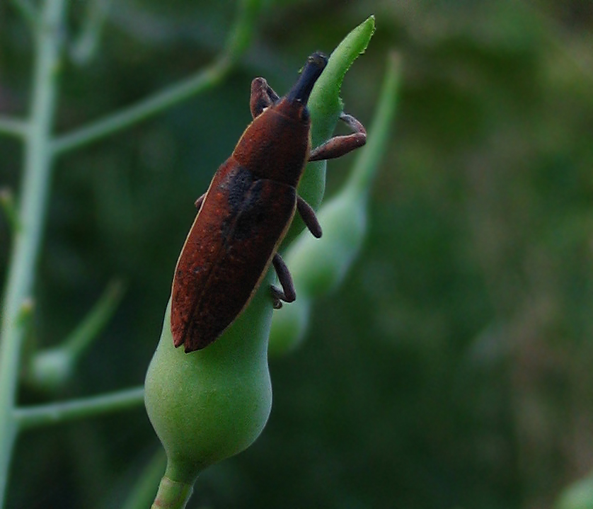 Tre Curculionidae dal medio al minuscolo