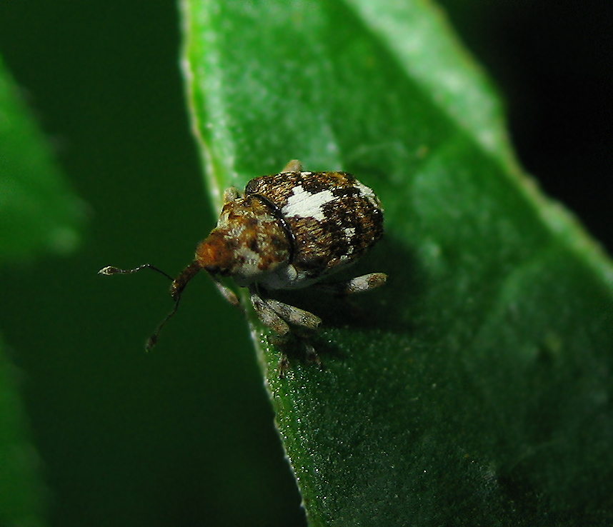 Curculionidae minuscolo: Mogulones sp.