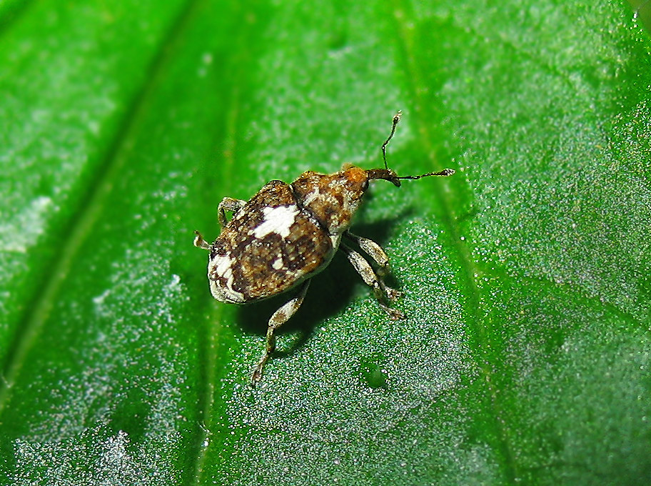 Curculionidae minuscolo: Mogulones sp.
