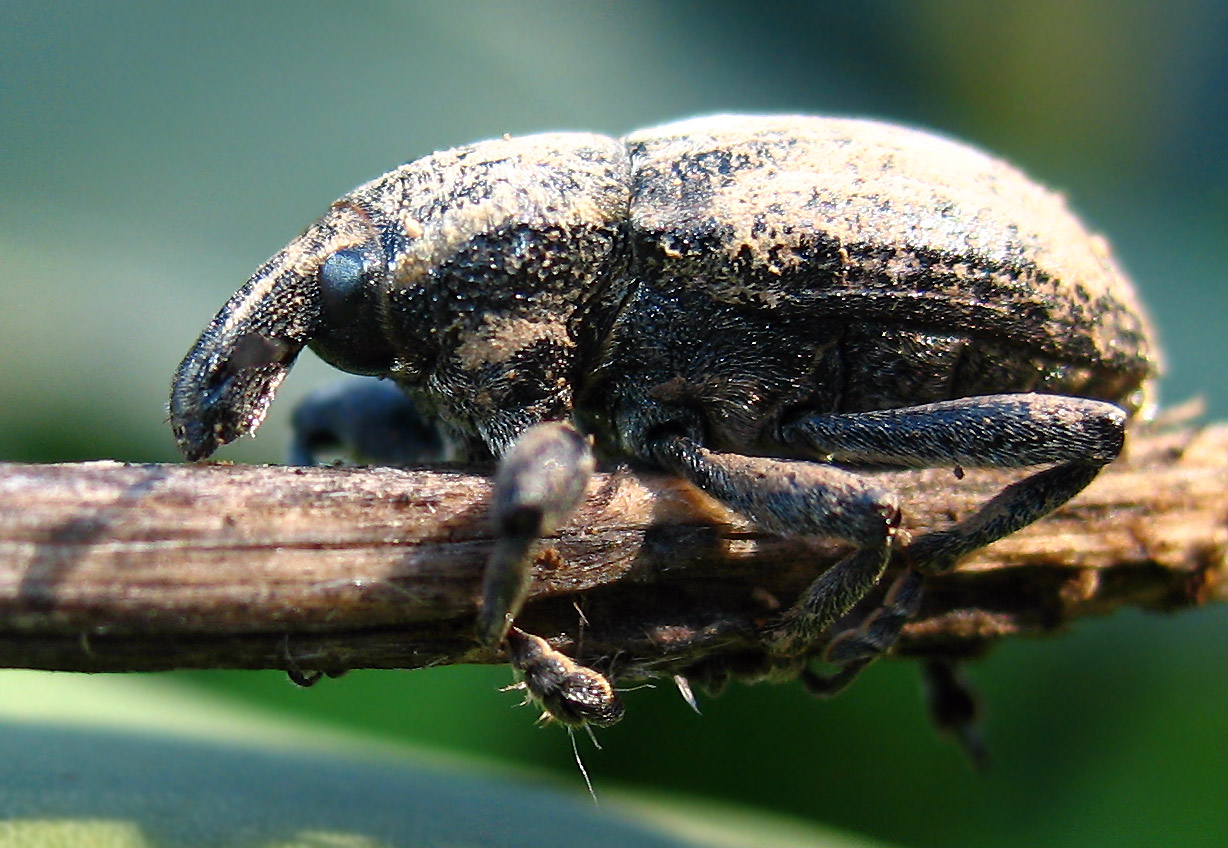 Curculionidae dicembrino....