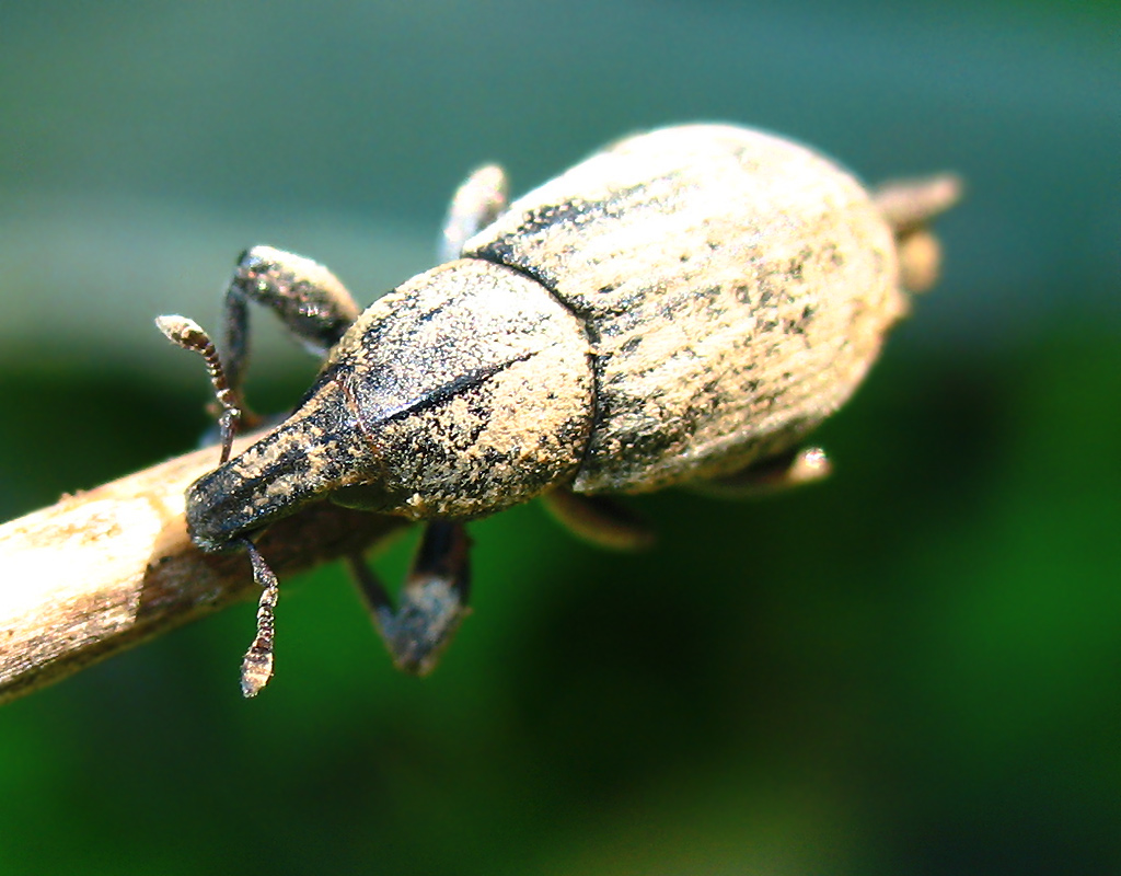 Curculionidae dicembrino....
