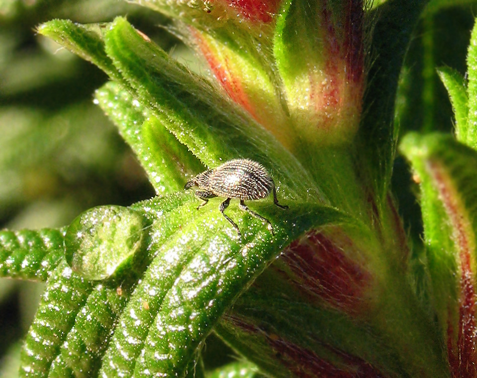 Tre millimetri di Curculionidae peloso