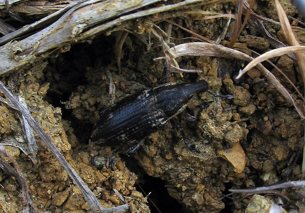 Tre Curculionidae dal medio al minuscolo