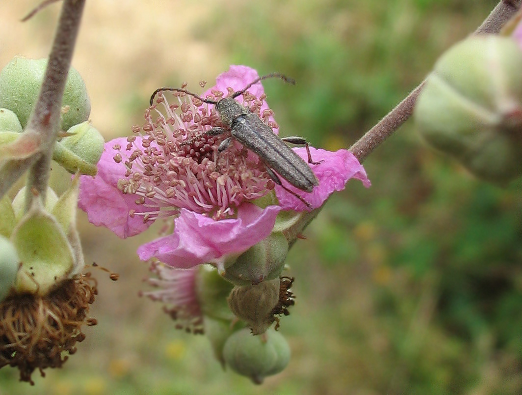 Cerambycidae: Deilus fugax