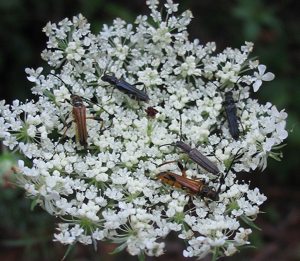 Cerambycidae: Deilus fugax