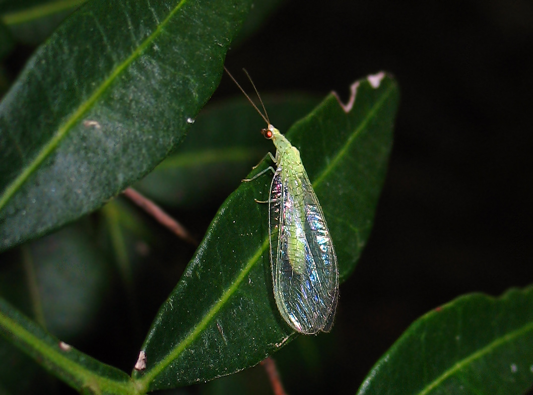 Dichochrysa sp.