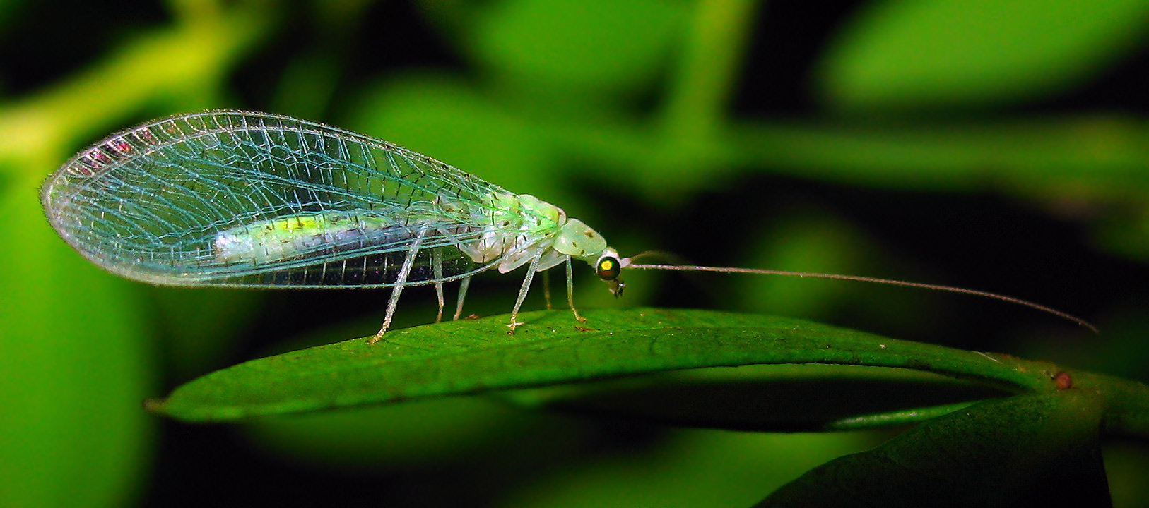 Chrysopidae: Dichochrysa prasina