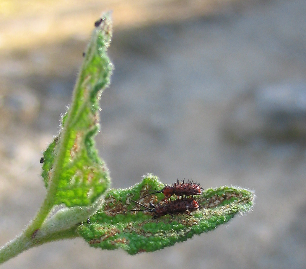 Dicladispa testacea in accoppiamento
