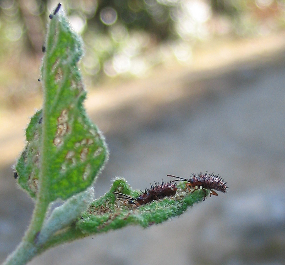 Dicladispa testacea in accoppiamento