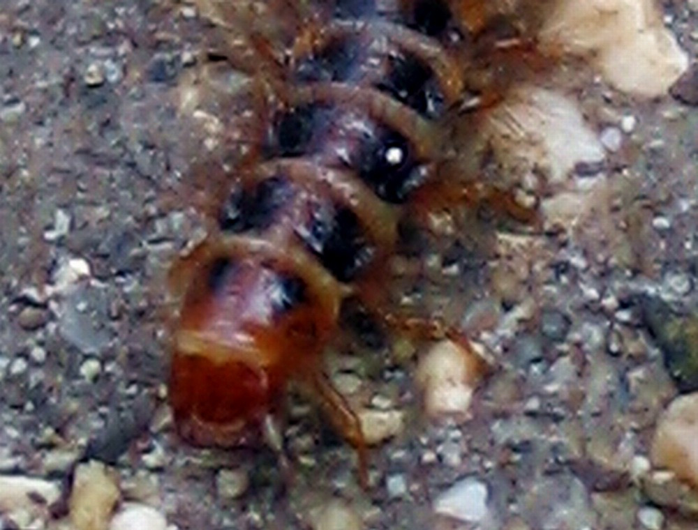 larva di Drilidae: Malacogaster