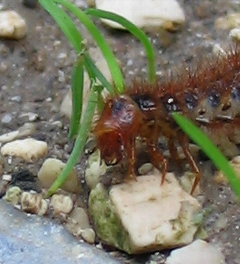 larva di Drilidae: Malacogaster