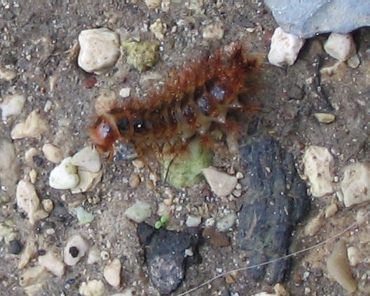 larva di Drilidae: Malacogaster