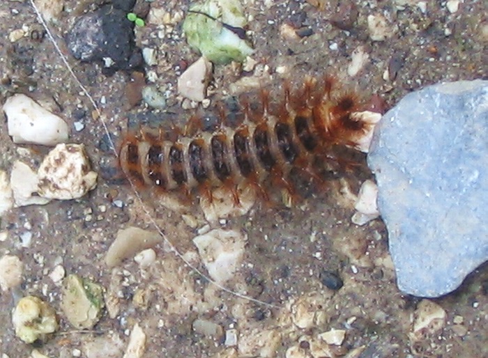 larva di Drilidae: Malacogaster