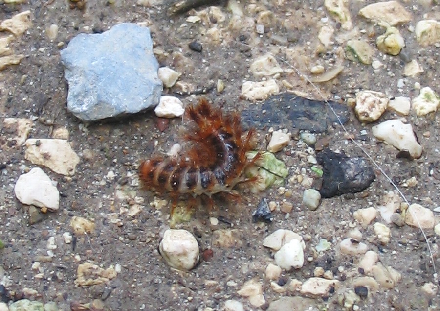 larva di Drilidae: Malacogaster