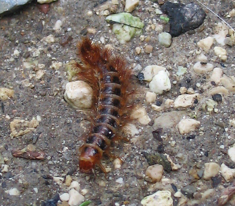 larva di Drilidae: Malacogaster