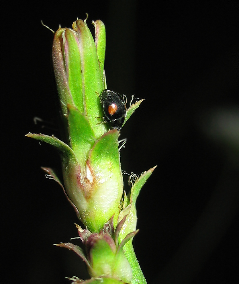 Nephus sp.