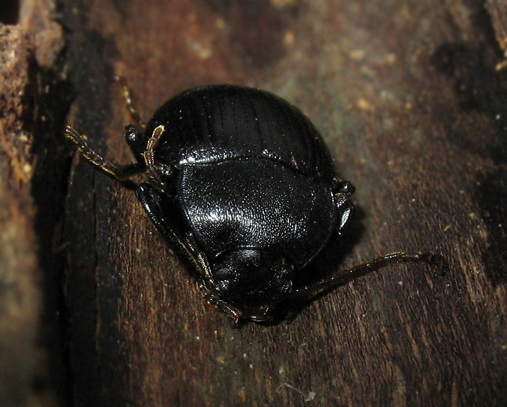 Enoplopus dentipes dell''Elba