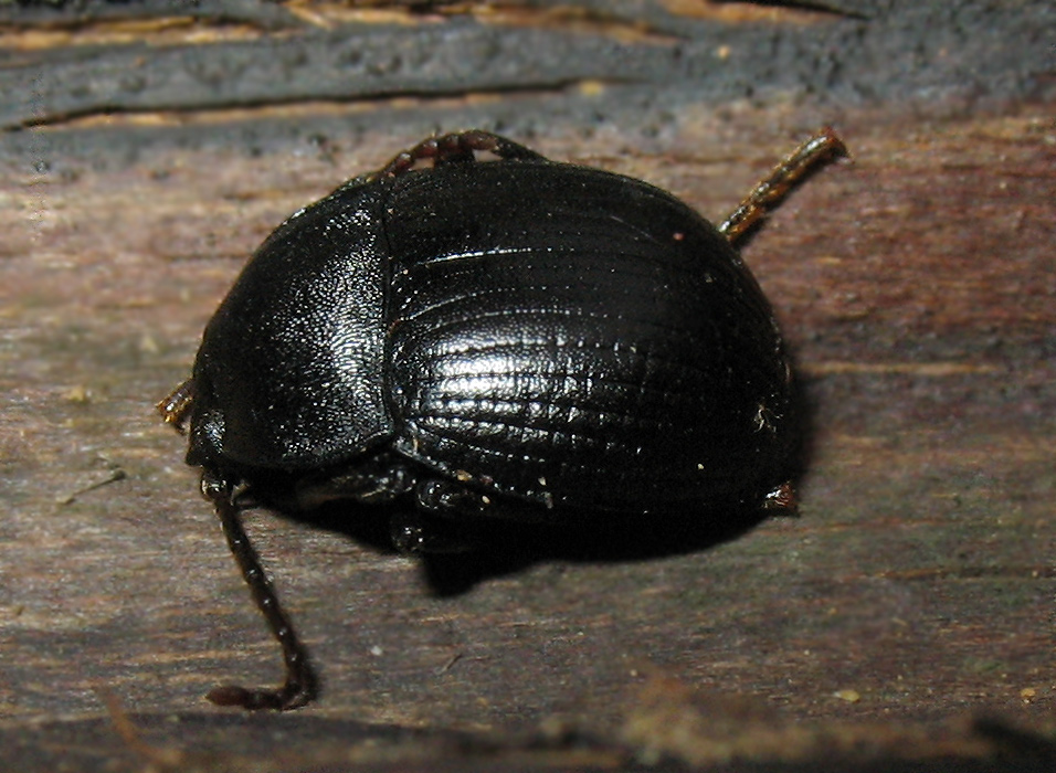 Enoplopus dentipes dell''Elba