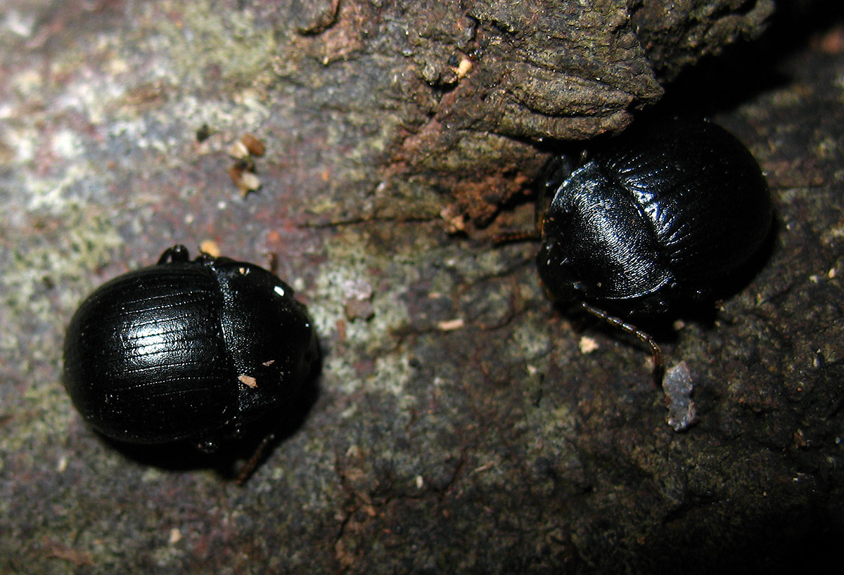 Enolopus dentipes elbano