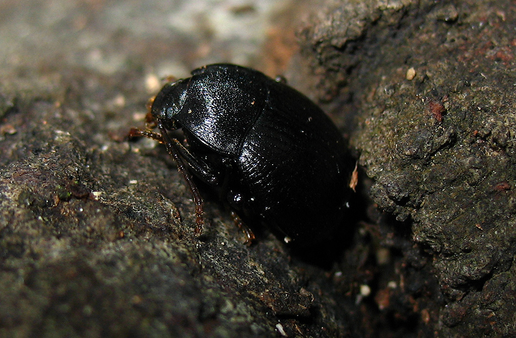 Enolopus dentipes elbano