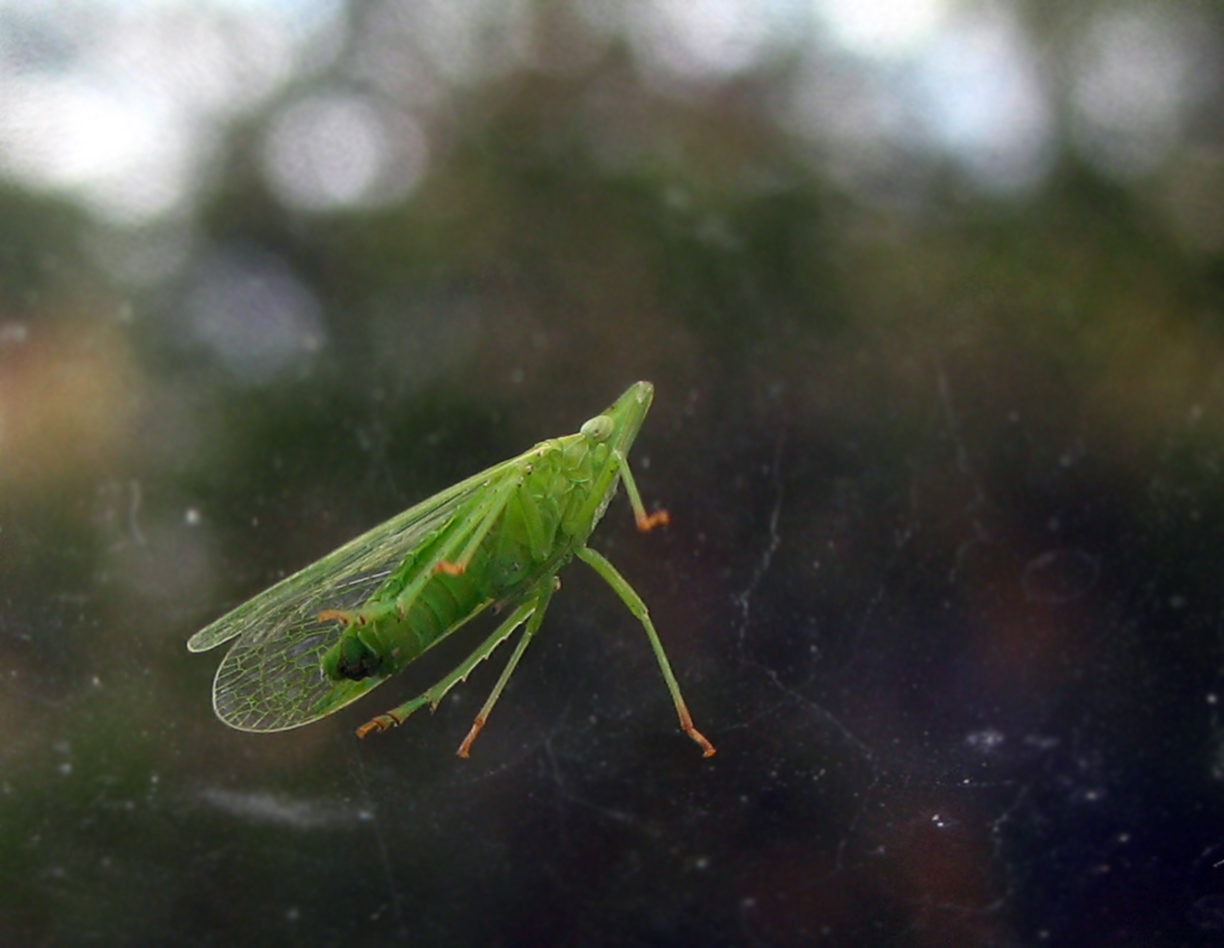 Dictyophara europaea