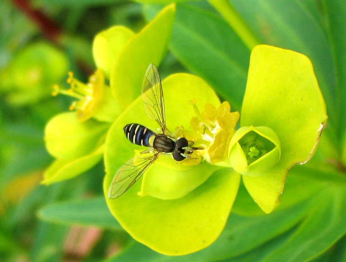 Sphaerophoria sp.