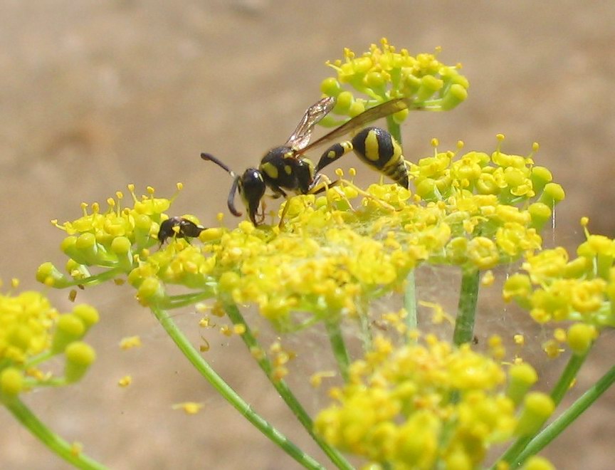 Eumenes sp. (Vespidae Eumeninae)