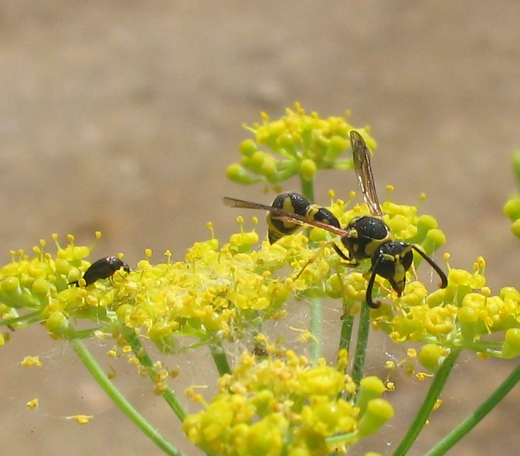 Eumenes sp. (Vespidae Eumeninae)