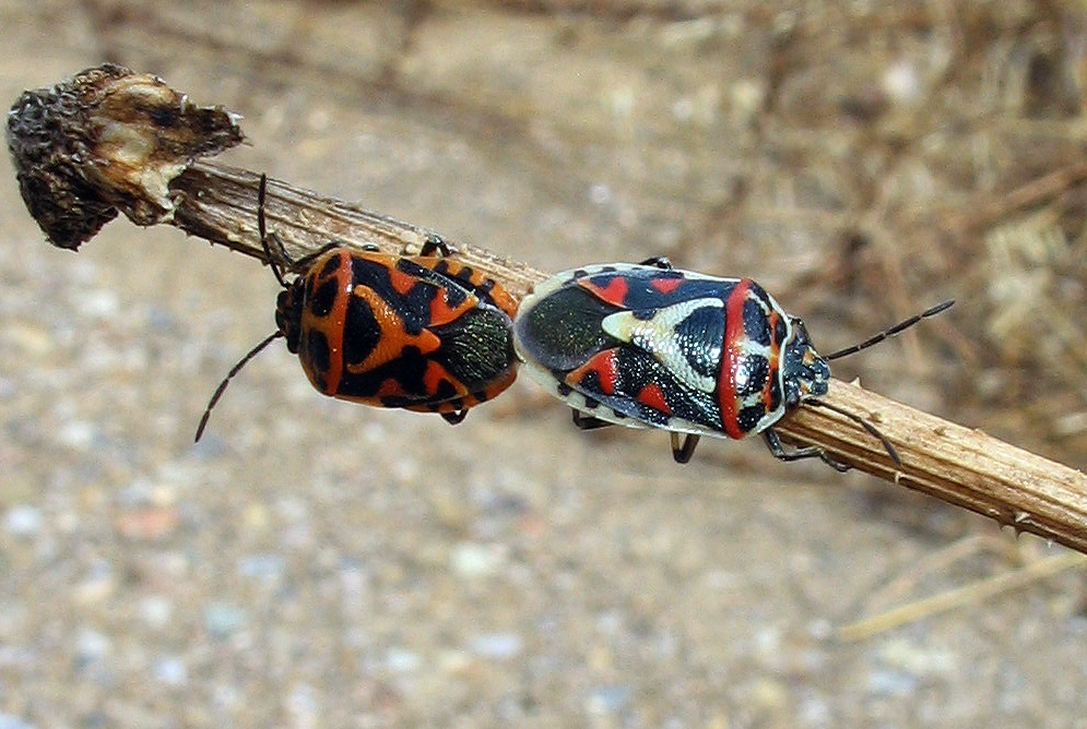 Pentatomidae: Eurydema ornata in tre colori diversi