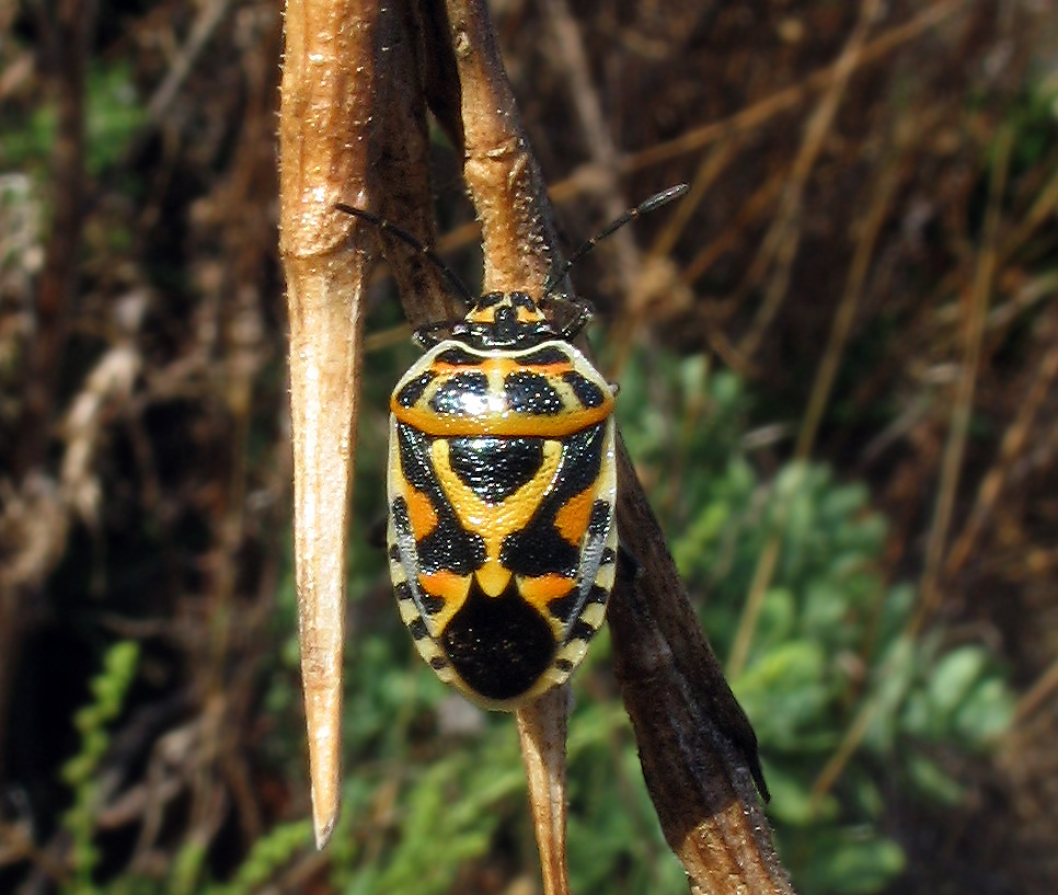 Pentatomidae: Eurydema ornata in tre colori diversi