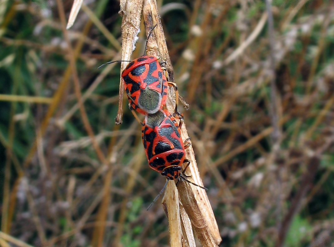 Pentatomidae: Eurydema ornata in tre colori diversi