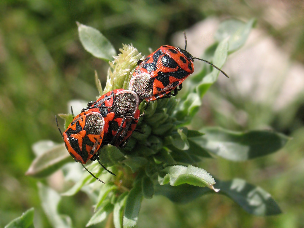 Primi segnali di primavera:Eurydema ornata