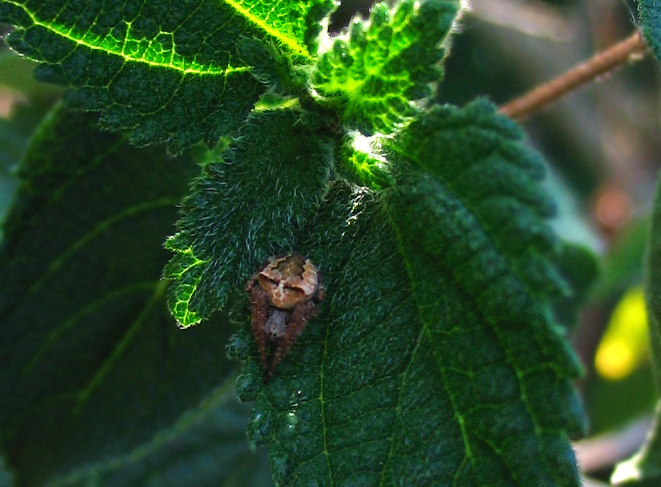 Araneus angulatus