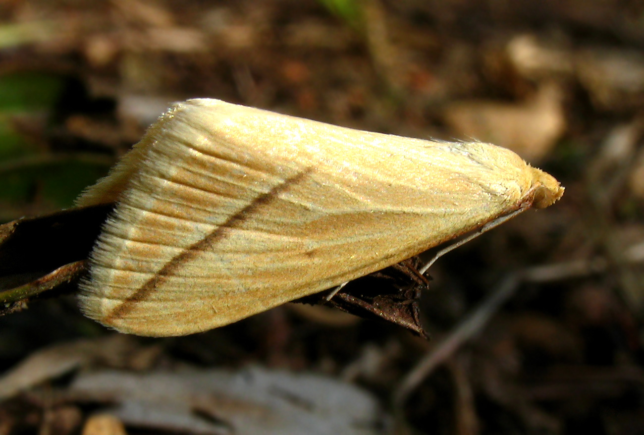 Piccolissima farfalla gialla:Rhodometra sacraria