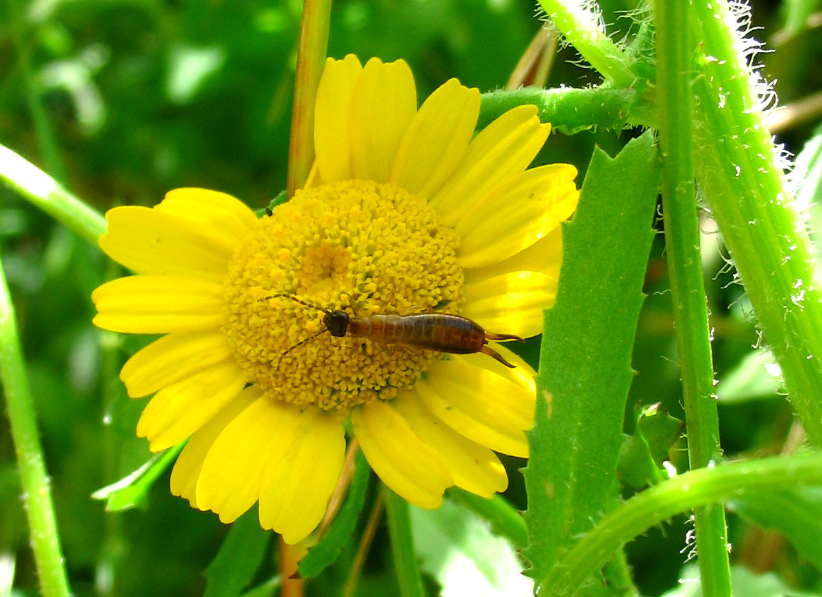 Forficulidae (Dermaptera)