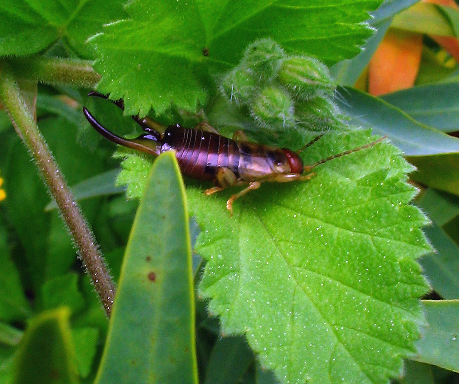 Forficulidae (Dermaptera)