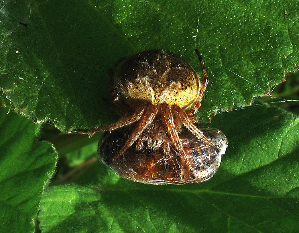 Araneus angulatus e Agalenatea redii