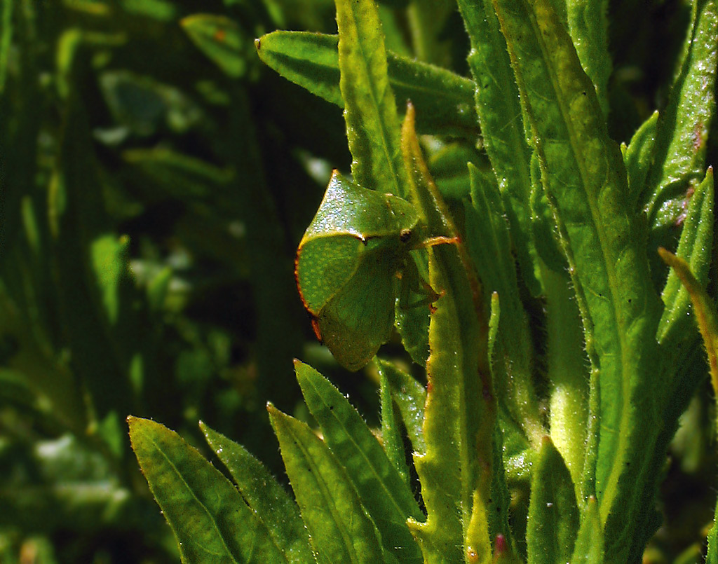 Metcalfa pruinosa e Stictocephala bisonia