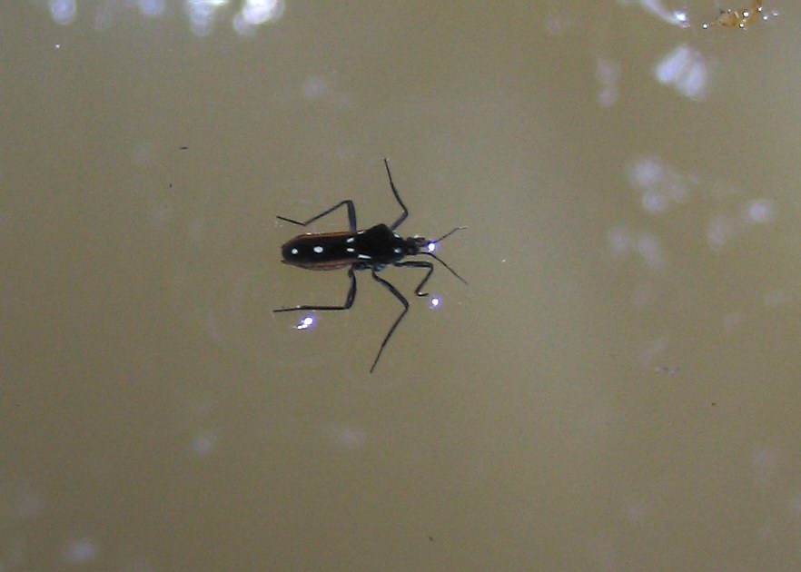Hemiptera: Veliidae