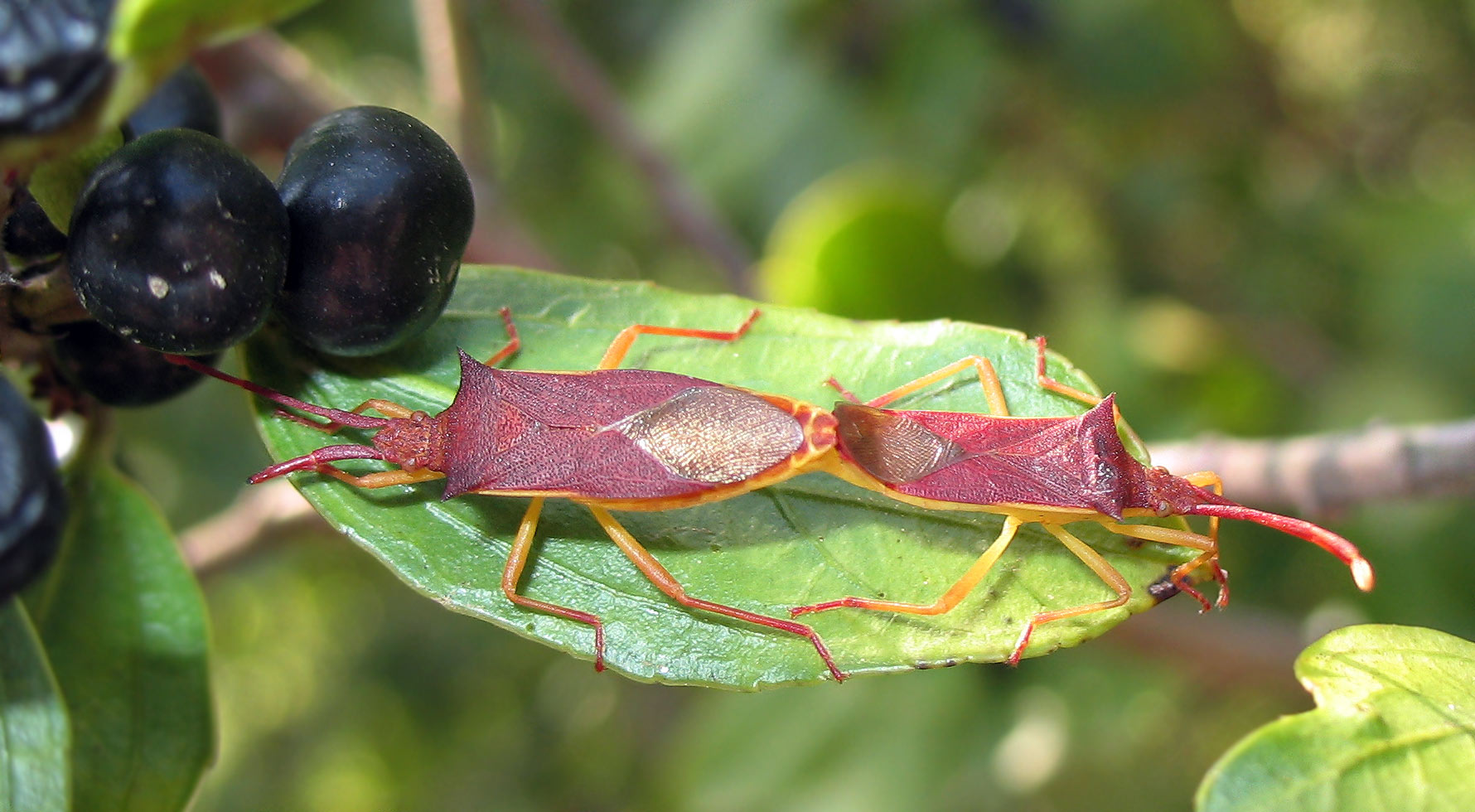 Gonocerus insidiator in accoppiamento