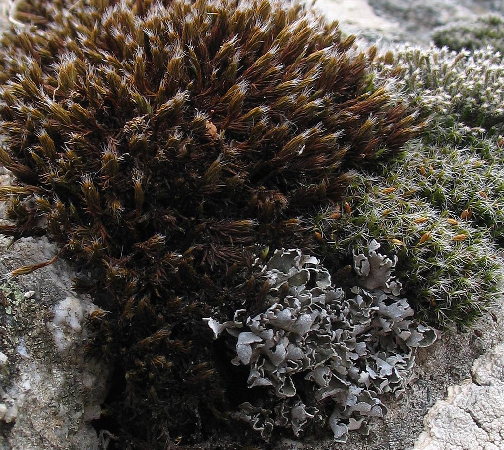 Sulle rocce granitiche