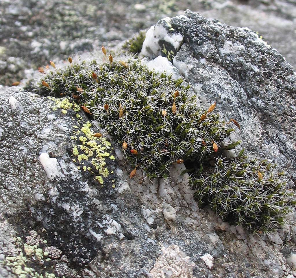 Sulle rocce granitiche