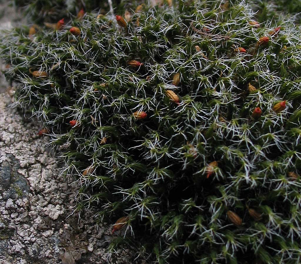 Sulle rocce granitiche